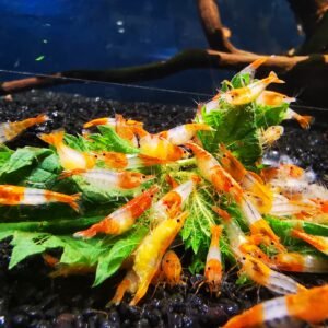 ORANGE  RILI - 1.5-2.0 CM